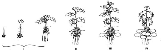 Growth stages